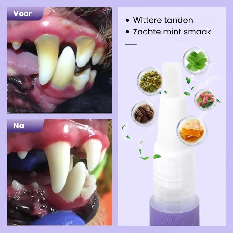 Aurora Dog Toothbrush Pen