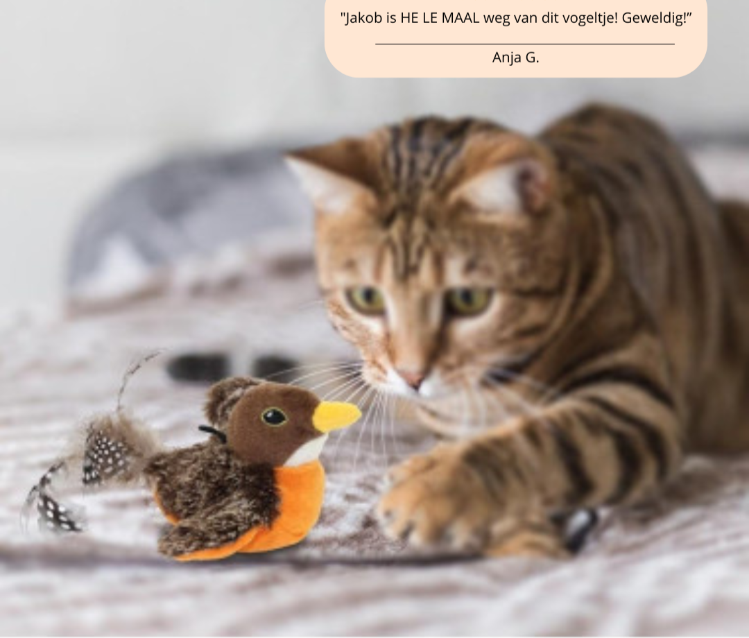 FlyFrenzy - Dé manier om je kat actief en vermaakt te houden!