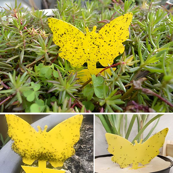 Kleefvallen voor Vliegen en Insecten