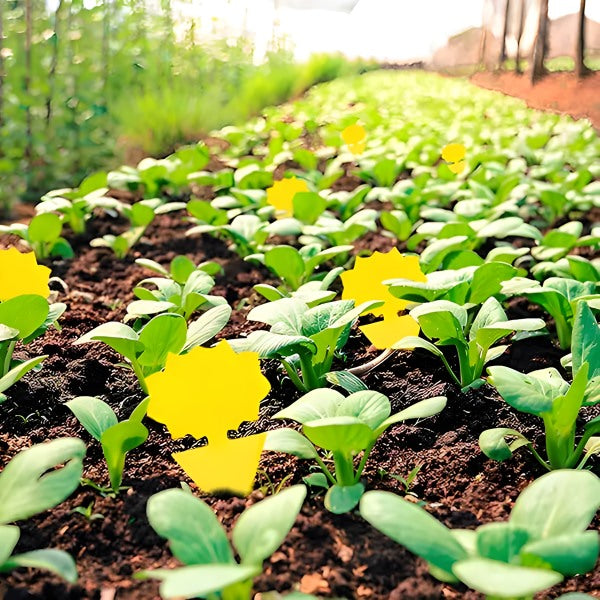 Kleefvallen voor Vliegen en Insecten