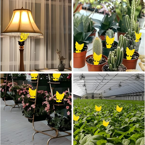 Kleefvallen voor Vliegen en Insecten