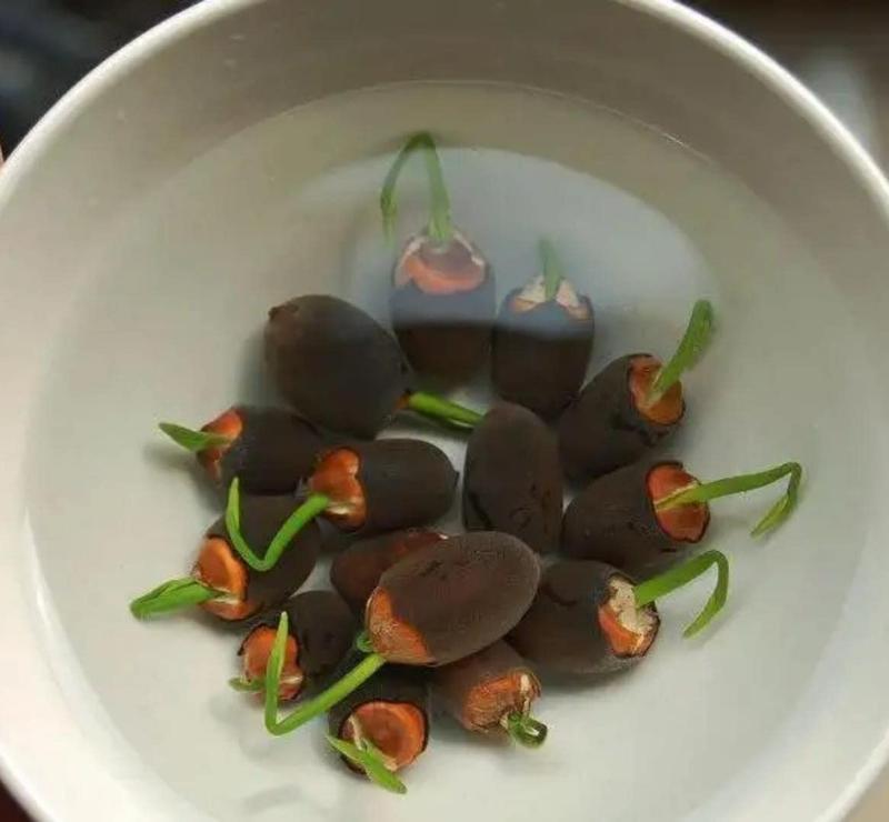 ZenSprout | 10 Kleurrijke Bonsai Lotuszaden - Levendige Watertuin Lotus