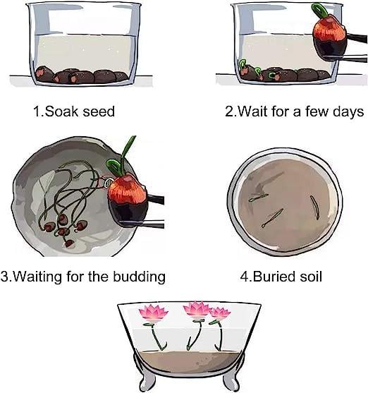 ZenSprout | 10 Kleurrijke Bonsai Lotuszaden - Levendige Watertuin Lotus