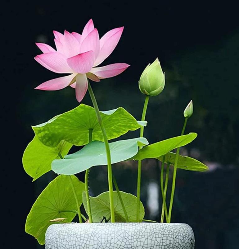 ZenSprout | 10 Kleurrijke Bonsai Lotuszaden - Levendige Watertuin Lotus