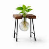 Visconte | Glazen Vaas | Transparant glas, hydroponisch ontwerp, decoratieve bloemenvaas voor woonkamer en bureau